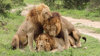 The Ndhzenga male LIONS