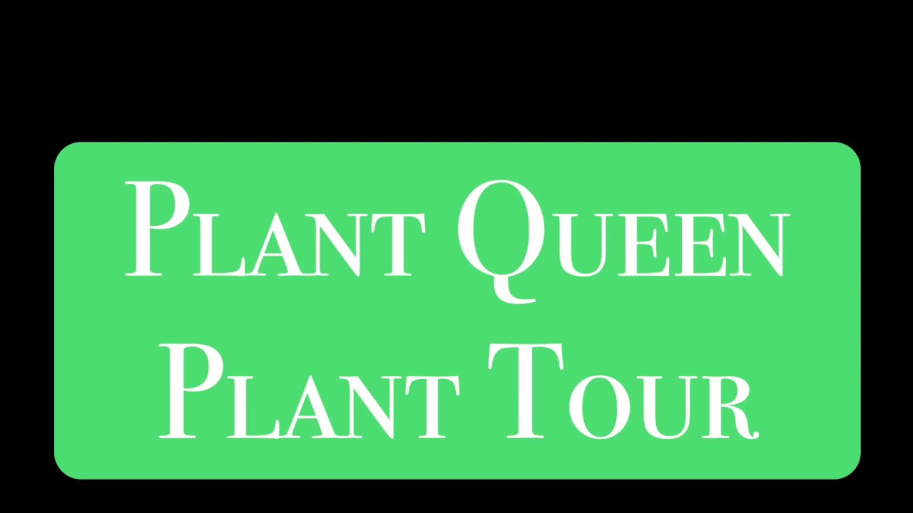 Plant Queen Plant Tour YouTube