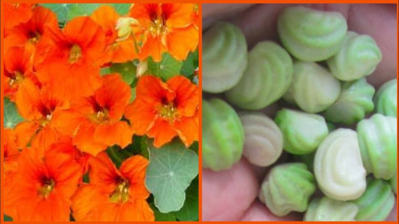 How to collect Nasturtium flower seeds for next season
