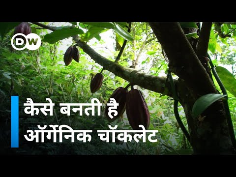 वीडियो: चॉकलेट मूल रूप से कहाँ से आती है?