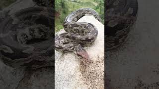 Famous #Indian rock#python big size snake releasing fores Profile