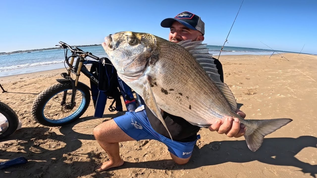 DORADAS GRANDES A surfcasting