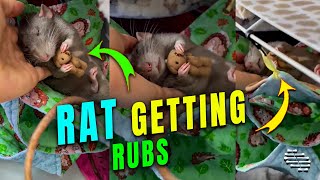 Sleepy Rat Getting Rubs from Mom While Hugging Its Toy