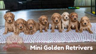 Meet Our 4 Week Old Mini Golden Retrievers - Everything You Need To Know