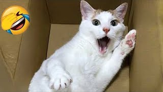 LAUGH Non Stop With FUNNY CAT VIDEO 2024