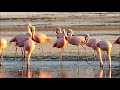 Laguna de Ansenuza, Córdoba Argentina