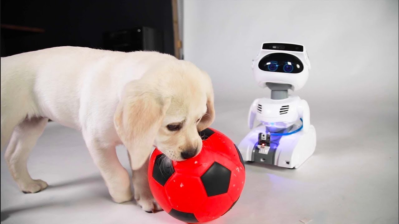 robotic ball for dogs