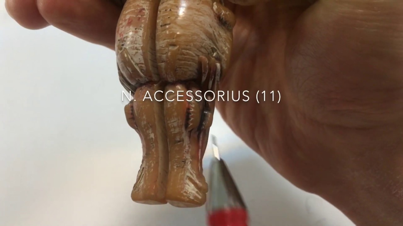 BEYİN SAPI: BULBUS - PONS - MESENCEPHALON ANATOMİSİ