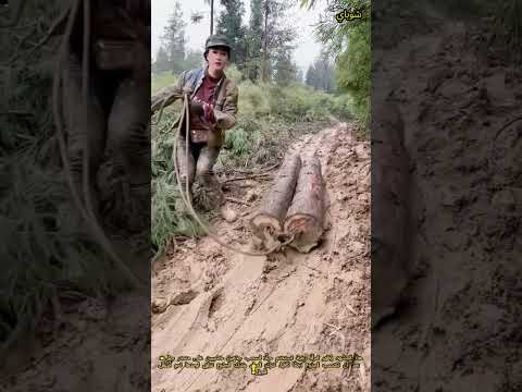 طريقة ذكية لنقل الأخشاب توفير الوقت والجهد في المناطق الجبلية