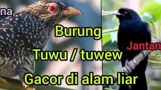 Burung tuwu / tuwew suara alami di alam liar,