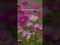 Ces fleurs, cette musique... #typebeat #flstudio #dnb #freestyle