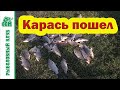 Ловля карася на течении. Карась на течении. Рыболовный клуб СОМ.