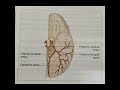 posterior cerebral artery
