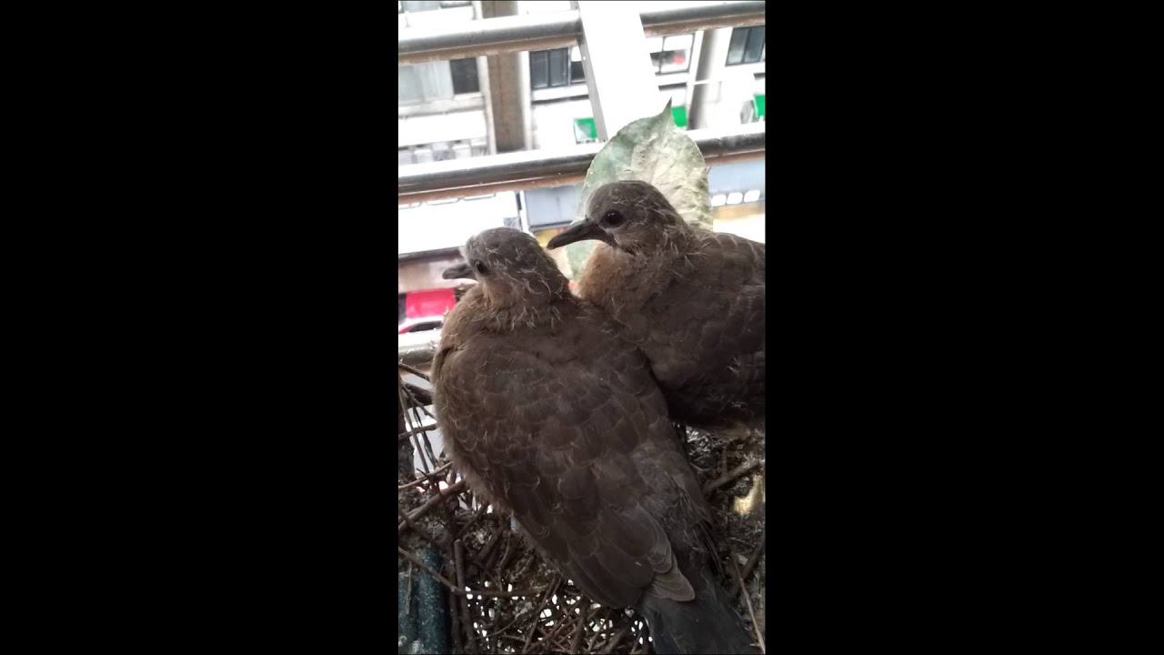 Anak burung tekukur 