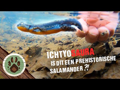 Video: Wat U Moet Weten Over Het Houden Van Spaanse Salamanders