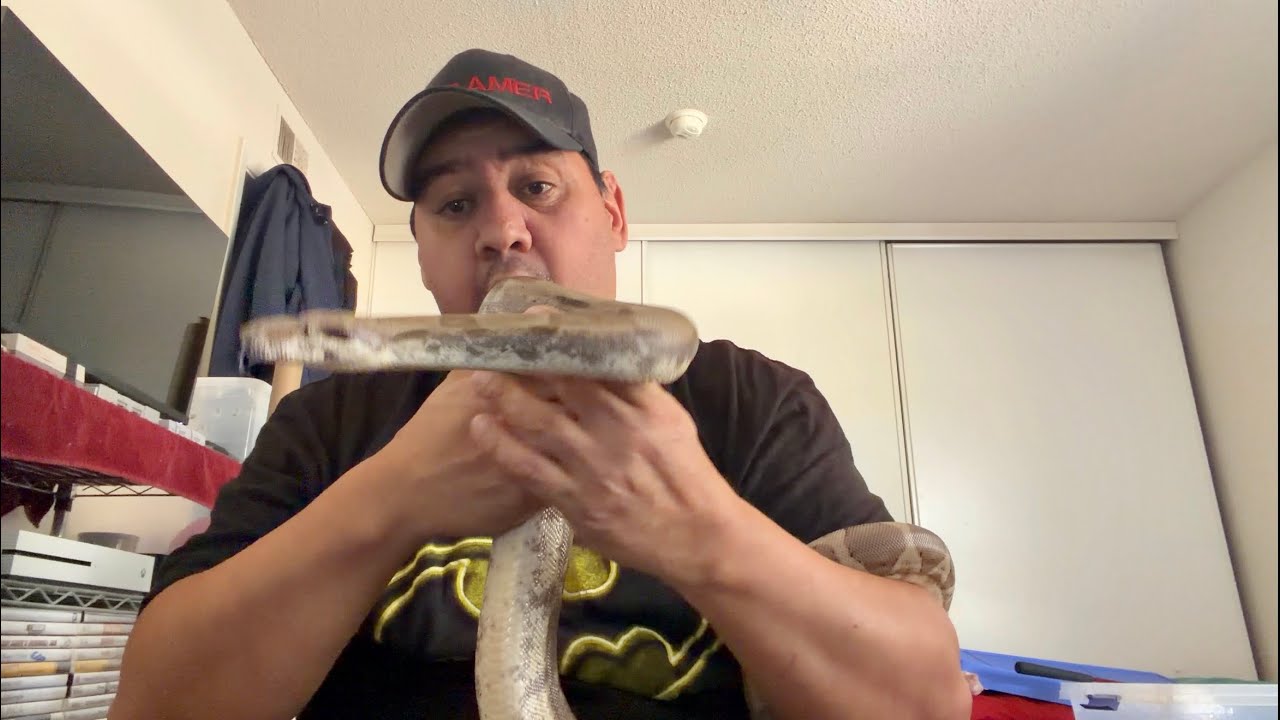 Handling Diamond while cleaning her enclosure!