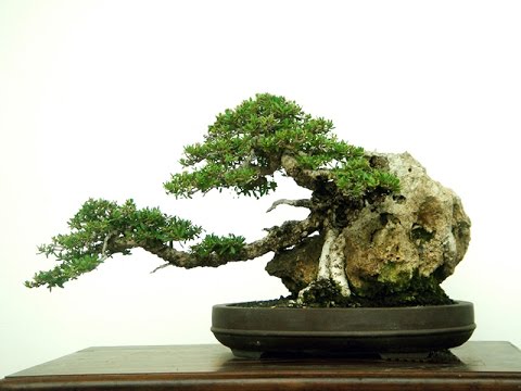 Rock Grown Bonsai : How To Grow And Care For Trident Maple Bonsai Tree
