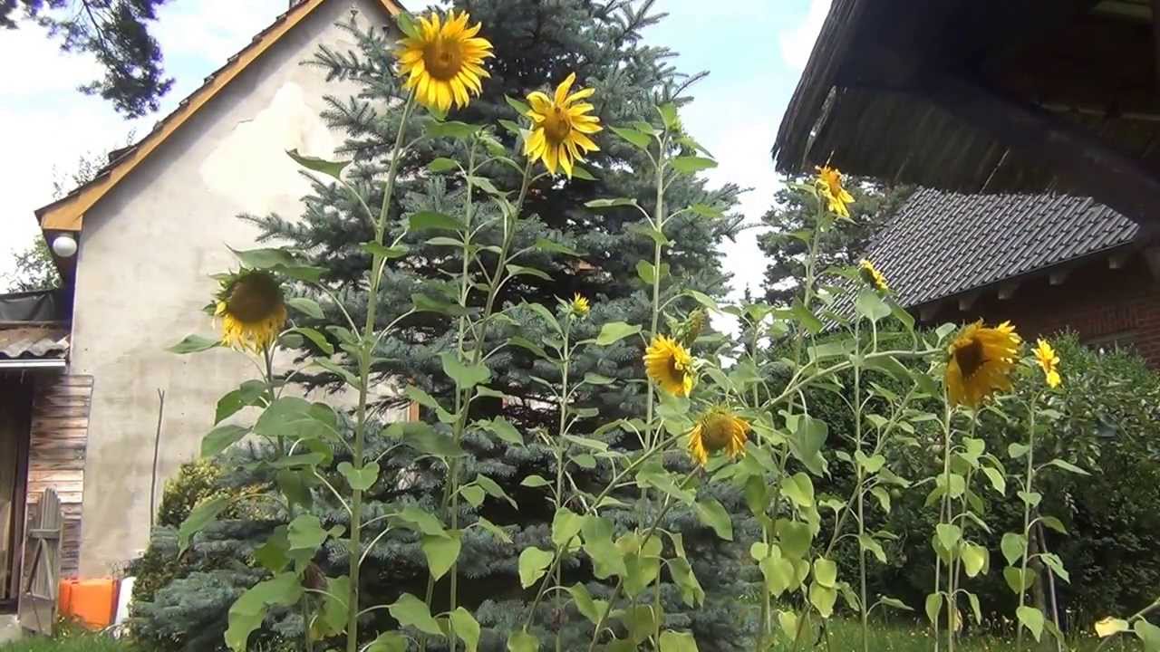 Sonnenblumen Anbau und Ernte - YouTube