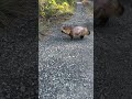 2匹いたタヌキの1匹についていった