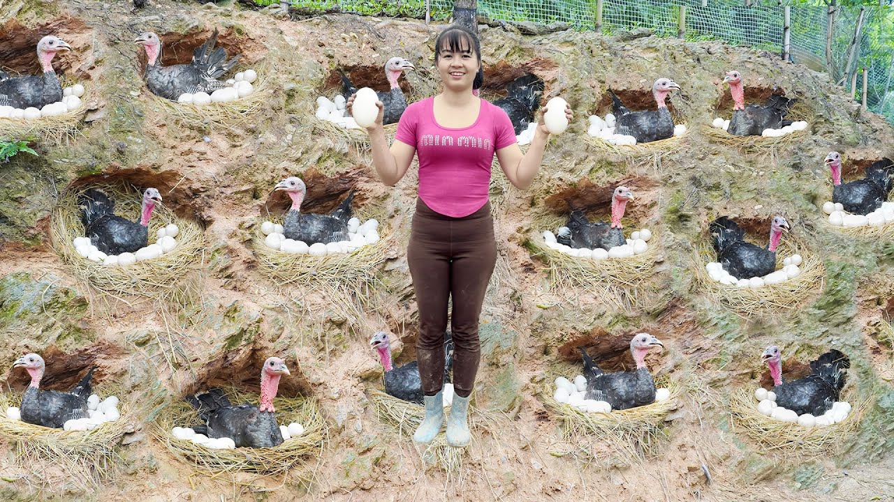 Building Nesting Boxes for Pheasants To Lay Eggs - Harvesting Big Pheasant Eggs Goes To Market Sell