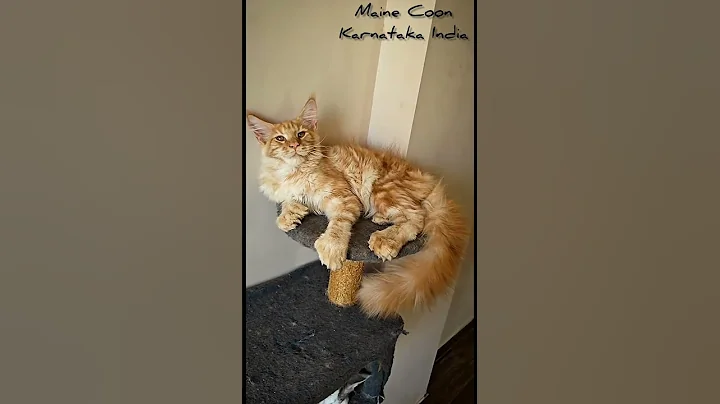 Watch the video about Maine Coon Karnataka India Polydactyl Boy 3 months #catworld #kitten #mainecoon +919986786998