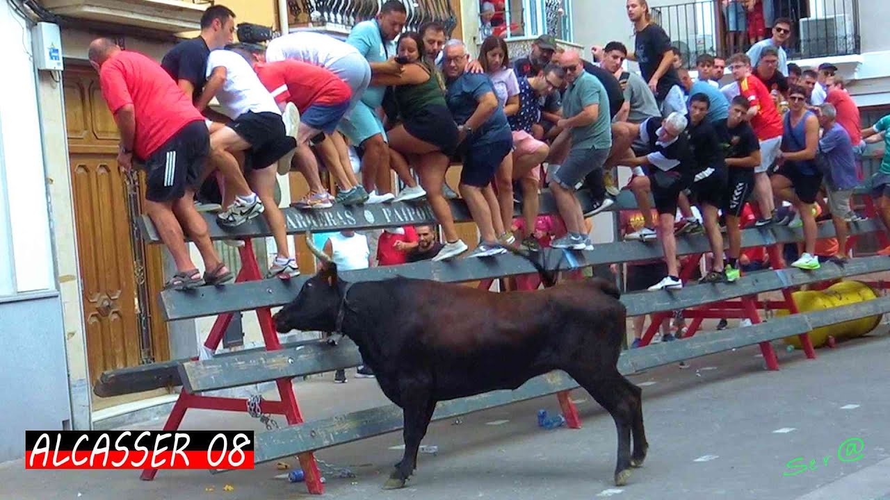 ALCASSER 08 ENTRA Vaca Muy Brava del Saliner