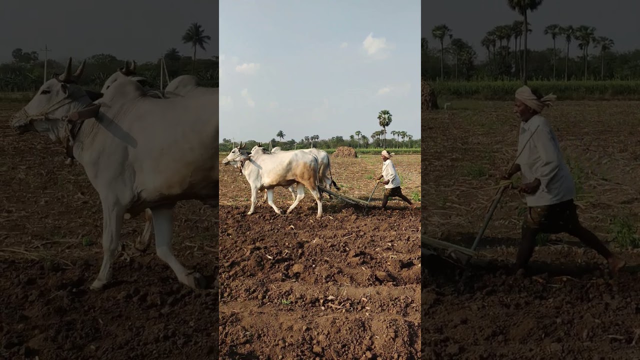 Bullock plough  🐂 🐂 
