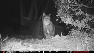 Backyard Chronicles  Stray Cats and Nocturnal Visitors at the Food Bowl 20260317 F