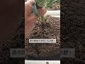 プランターの土の再生　プランターの土は　これさえすれば永久に使えます　連作障害の予防にもなります！必ずして下さい！
