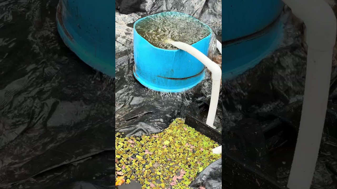 Pond bog filter setup—Testing the pump