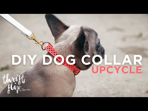 diy-dog-collar-and-leash-|-the-sorry-girls