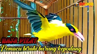 KICAU SUARA kepodang emas gacor  RAJA PIKAT ini REKOMENDASI MENJADIKAN burung podang gacor NYAUT