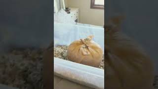 Cleaning The Hamster Cage