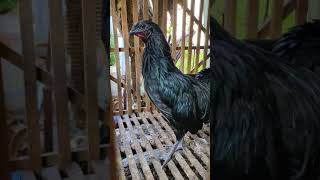 Black Sumatra Belajar Kluruk