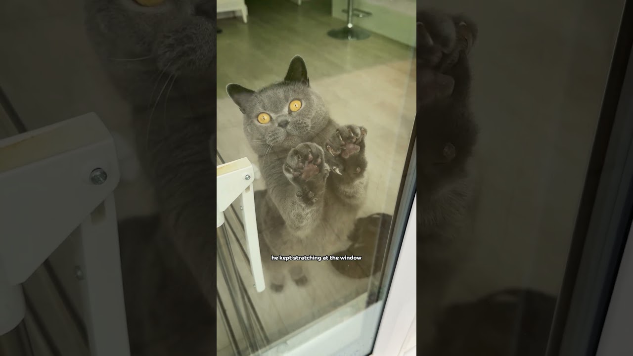 🐈‍⬛✨ Даю моему коту Лео НАСТОЯЩУЮ свободу на свежем воздухе в безопасном ограждении для кошек Pro...