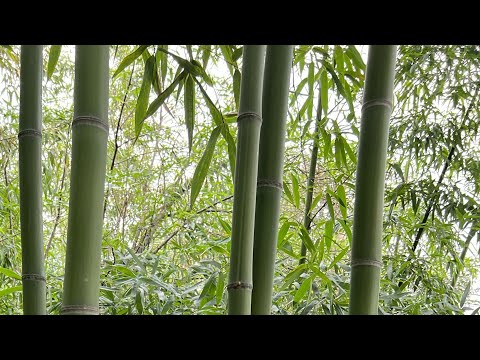 Video: Bamboo tətbiqi nədir?