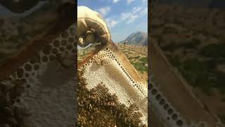 Bee activity ???تربية النحل للمبتدئين موسم الاثل ??محمد المصري تربية النحل للمبتدئين