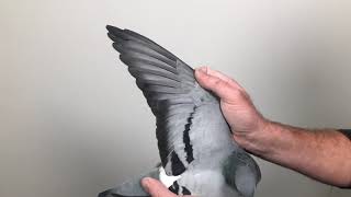 Vandenabeele 232