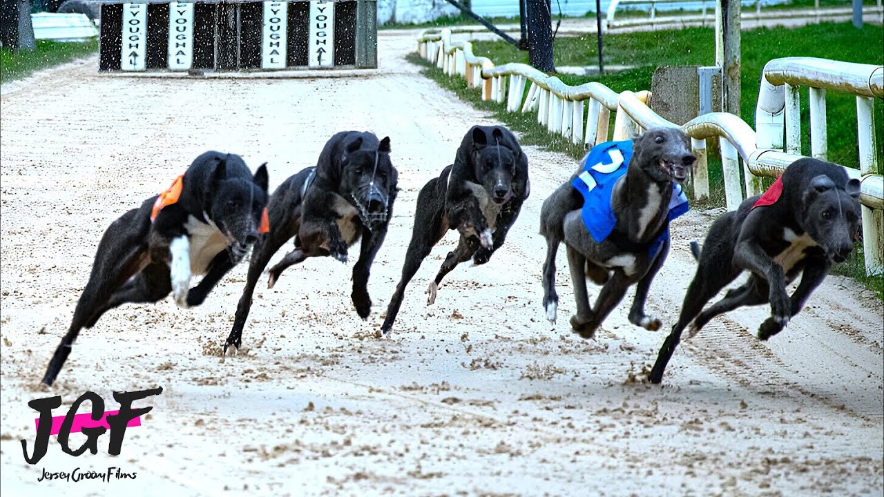 Greyhound Races – The Super Dogs
