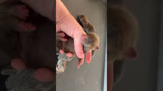 These are newborn fox puppies #redfox #domesticfox #babyfox #cuteanimals #cutepets