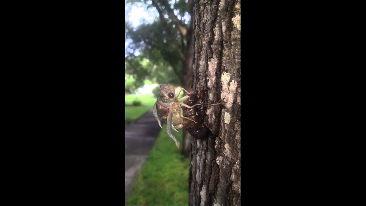 Cicada emerging from shell