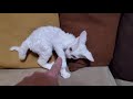 Loki the Devon Rex Kitten, cat with attitude