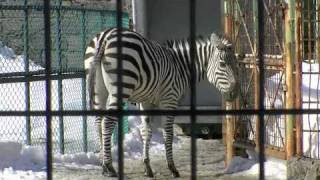 グラントシマウマ 飛馬とスモモ 屋外同居開始〜Grant's Zebra Run