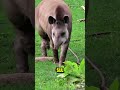 Maiores animais do Brasil. #bichos #curiosidades #animais