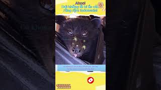 Ahool Dơi Khổng Lồ Bí Ẩn Của Rừng Rậm Indonesia