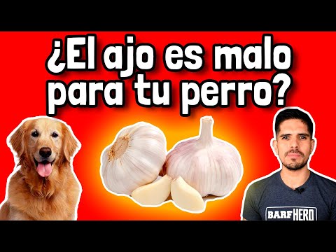 Video: ¿Por qué ladran los perros en los autos?