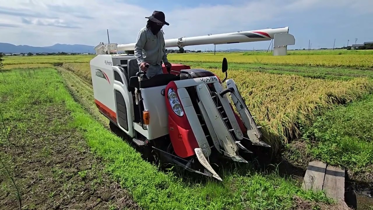 2025年稲刈りこしいぶき 【R325】