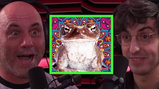 Toad Venom and DMT