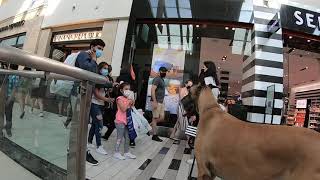 Cash 2.0 Great Dane visits an indoor shopping mall 12