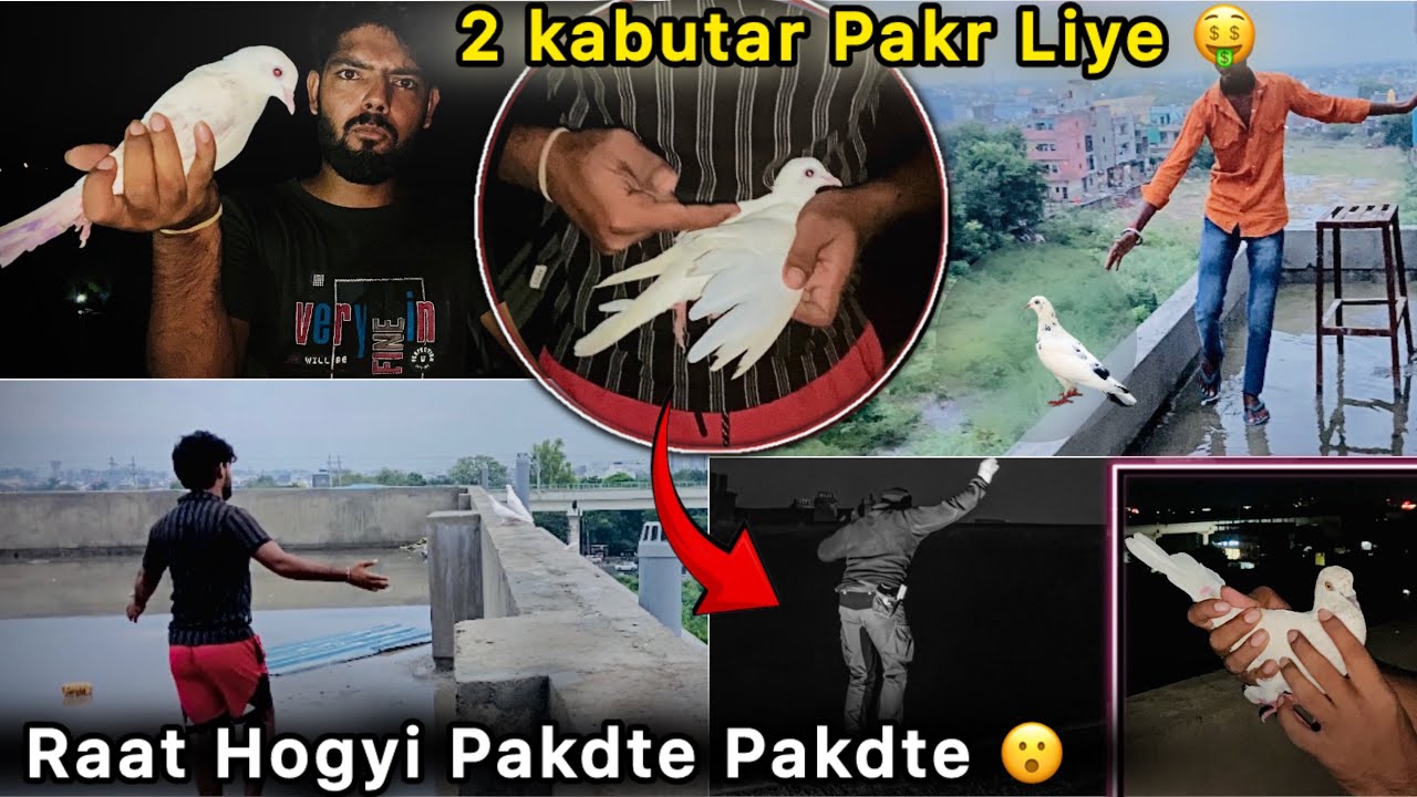 Building se Pakd kar Laye Raat ko Kabutar 🤩 || Ek Sath 2 kabutar pakd Liye 🤑 || Raat Hogyi 🕊️